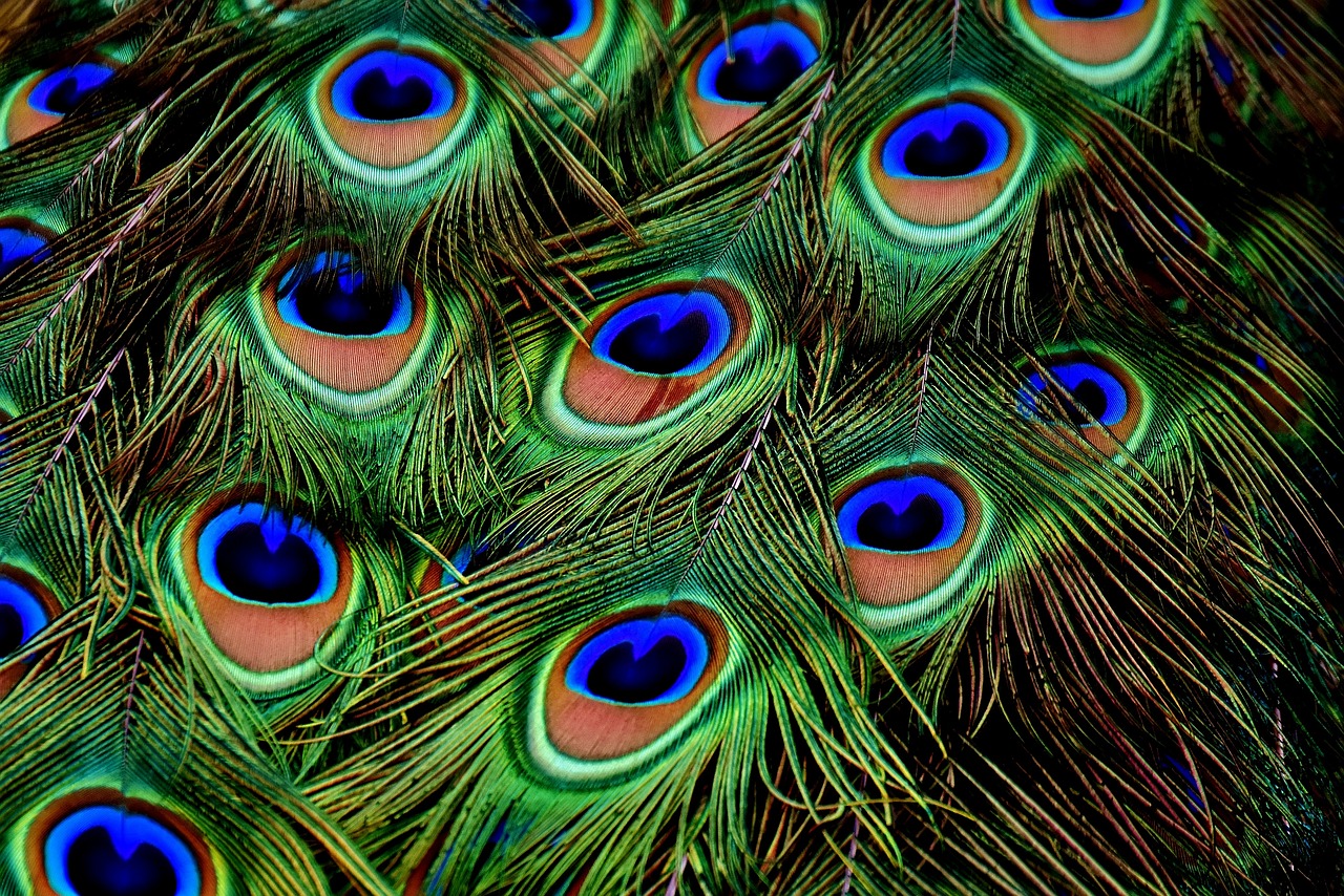 ¿Cuál es la diferencia entre pluma y plumilla?