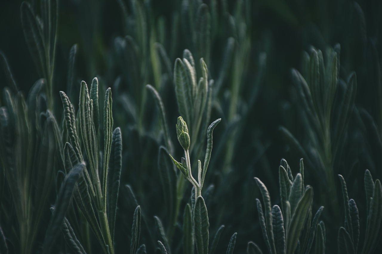 ¿Qué otro nombre tiene el papel vegetal?