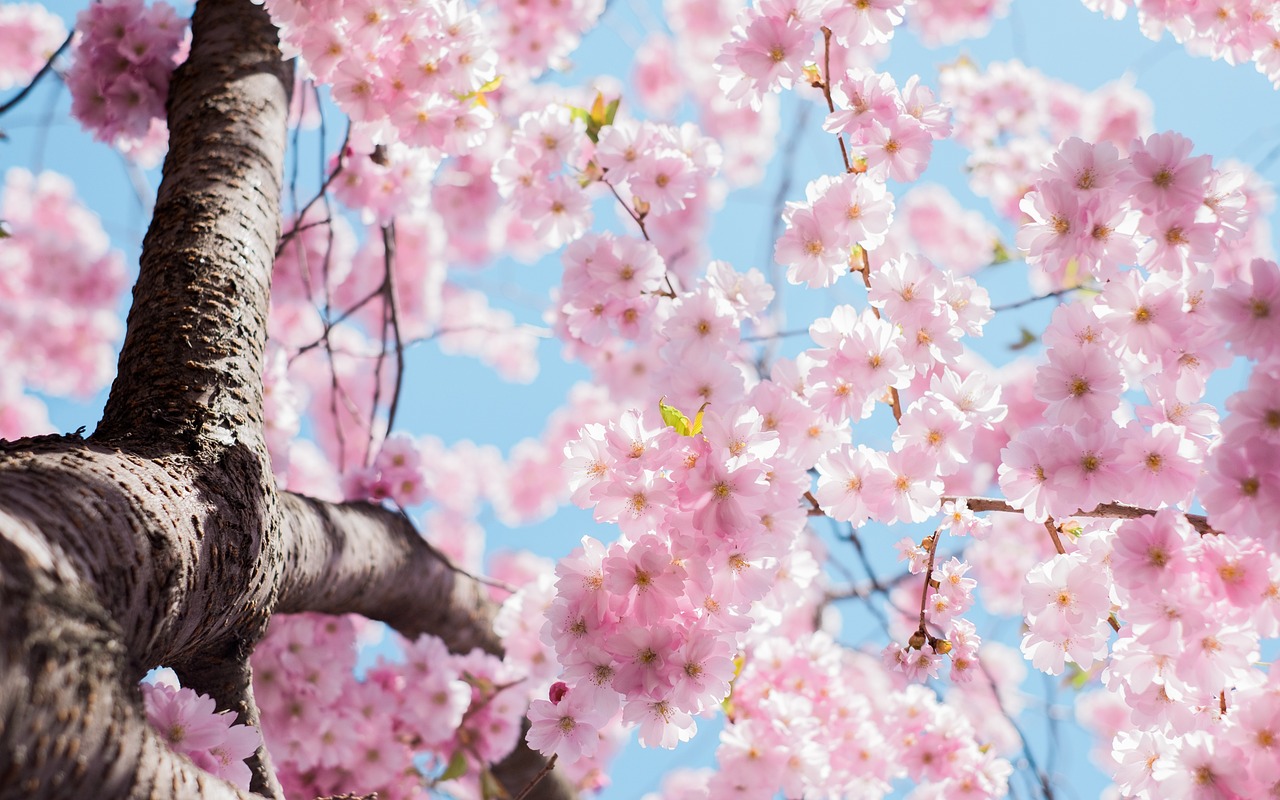 ¿Qué es el sabor sakura?