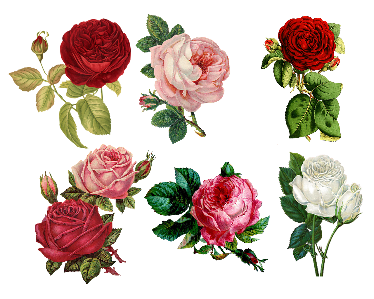 como se hace la rosa