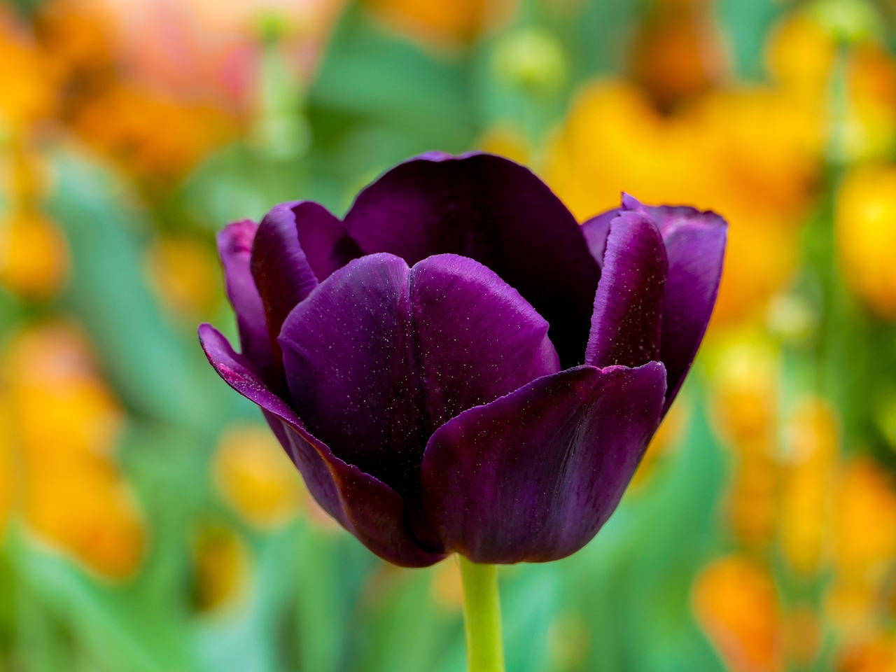 ¿Cuál es el significado de tulipán?