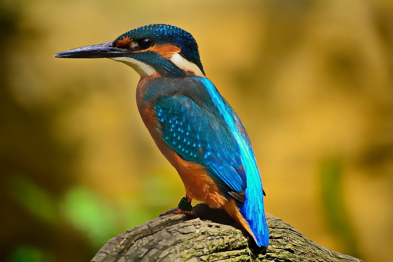 ¿Qué contiene la tinta de las plumas para escribir?