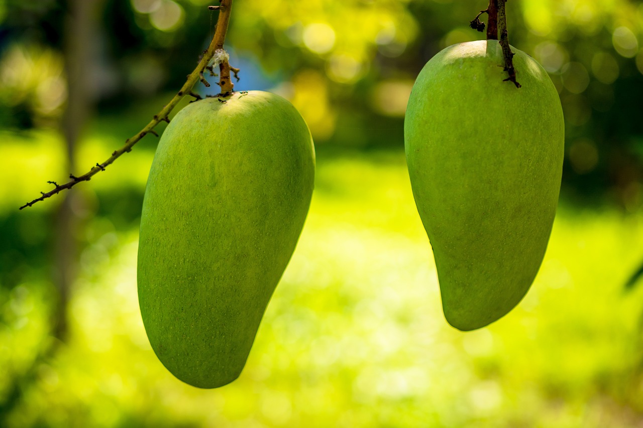 ¿Qué grupo pertenece Mango?
