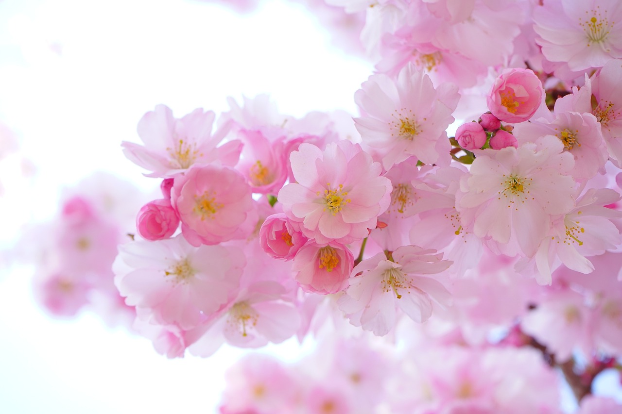 ¿Cómo se llama el árbol de sakura?