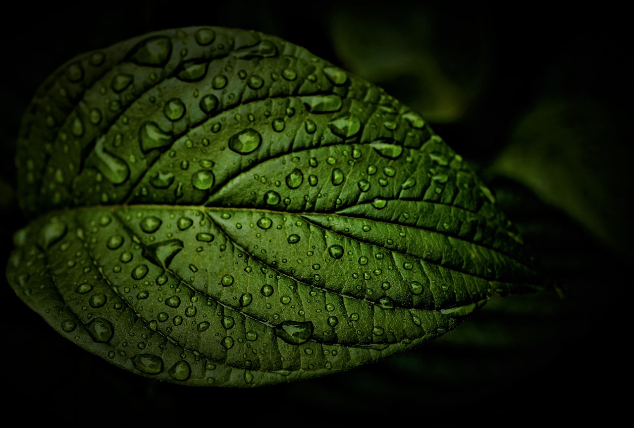 ¿Qué colores combinan con el verde oscuro?