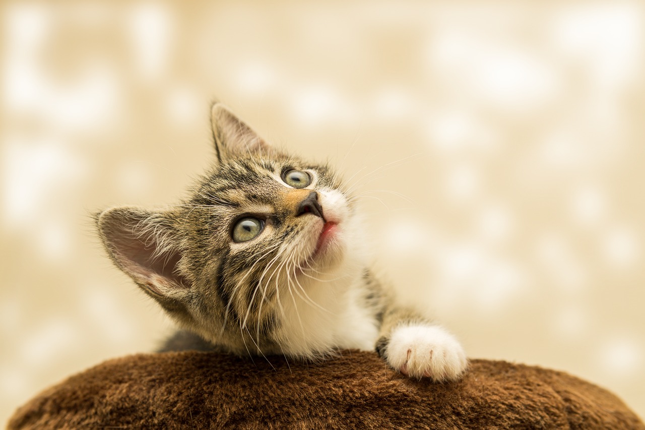 ¿Cómo se llama el pintor de los gatos?