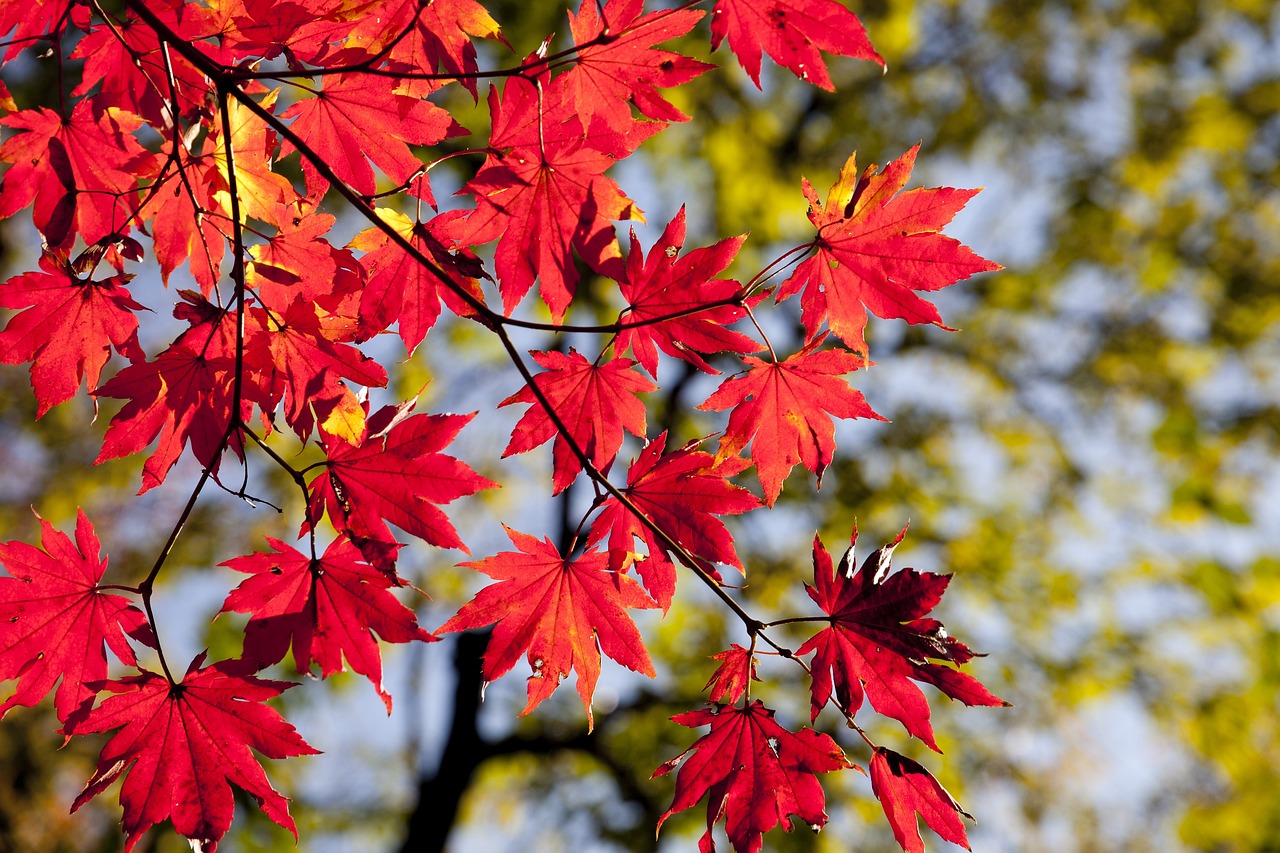 ¿Cuál es el color rojo más intenso?