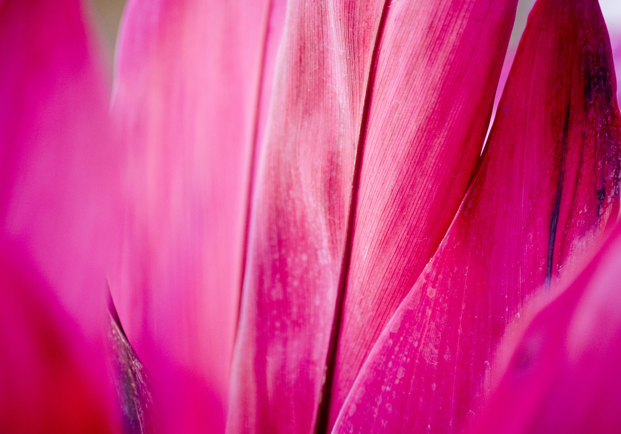 ¿Qué diferencia hay entre magenta y fucsia?