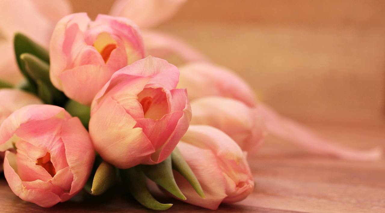 ¿Qué es el Tulip comida?