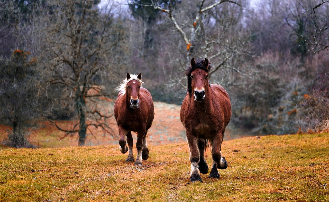 ¿Qué se hace con el pelo de los caballos?