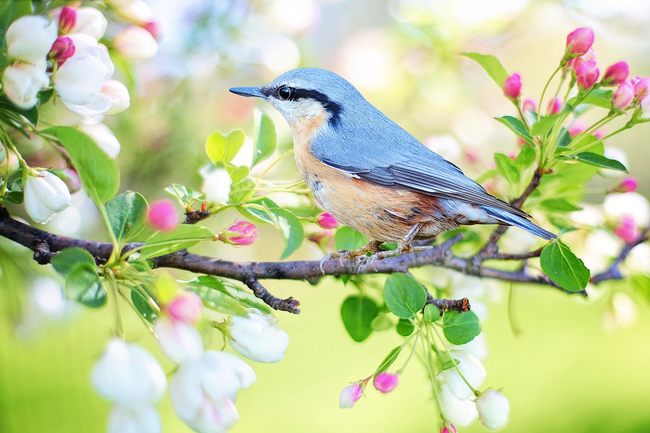¿Cómo describir una pluma?