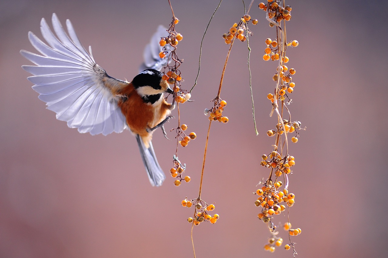 ¿Qué tipos de plumas para escribir hay?