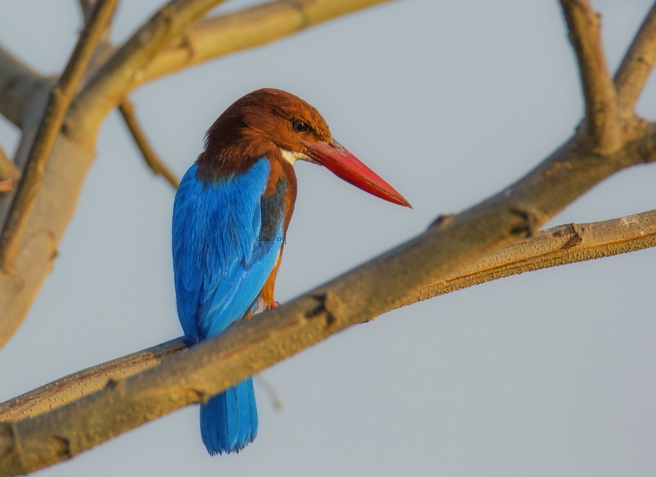 ¿Cuál es el color azul rey?